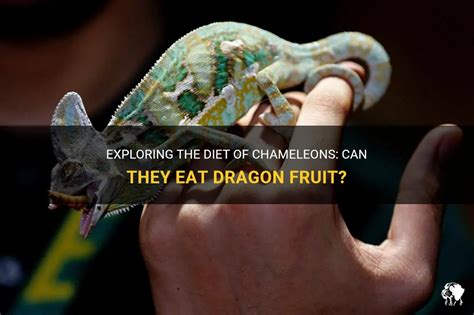 Can Chameleons Eat Fruit? Exploring the Unlikely Connection Between Reptiles and Tropical Delights