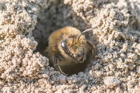 Do Honey Bees Nest in the Ground? And Why Do They Sometimes Prefer Underground Real Estate?