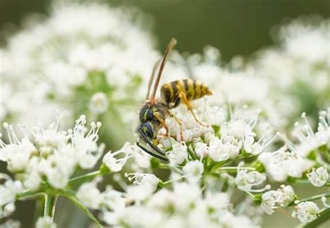 Do Yellow Jackets Produce Honey? And Why Do They Love Picnics So Much?