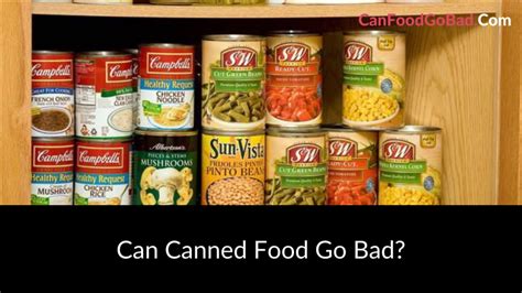 Does Canned Cat Food Go Bad? And Why Do Cats Always Seem to Know When It’s Expired?