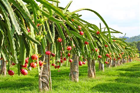 How Does a Dragon Fruit Grow: A Journey from Flower to Fruit and Beyond