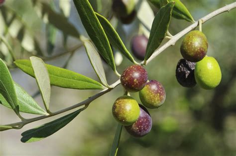 How Long Does It Take for an Olive Tree to Bear Fruit, and Why Do Squirrels Love to Dance Under Its Shade?