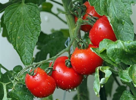 Is a Tomato a Fruit or Veg: A Culinary Conundrum with Philosophical Undertones