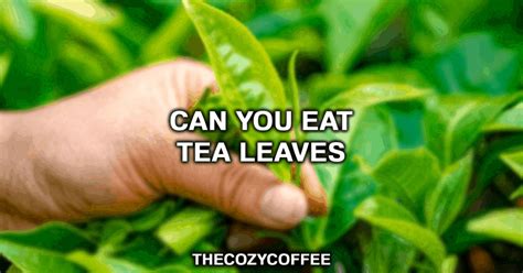 Is it bad to eat tea leaves, or can they unlock the secrets of the universe?