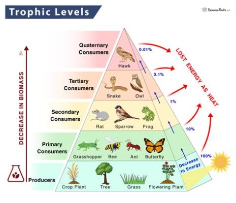 What is the Third Trophic Level in the Food Chain, and Why Do They Always Seem to Have the Best Parties?