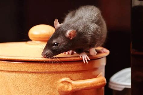 Will a Mouse Leave If There Is No Food, or Will It Stay and Write Poetry?